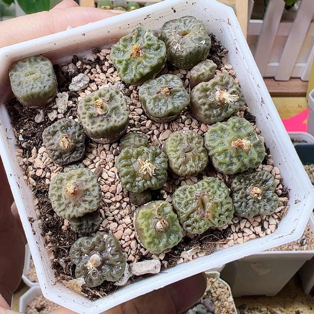 烧麦带盆发……………………