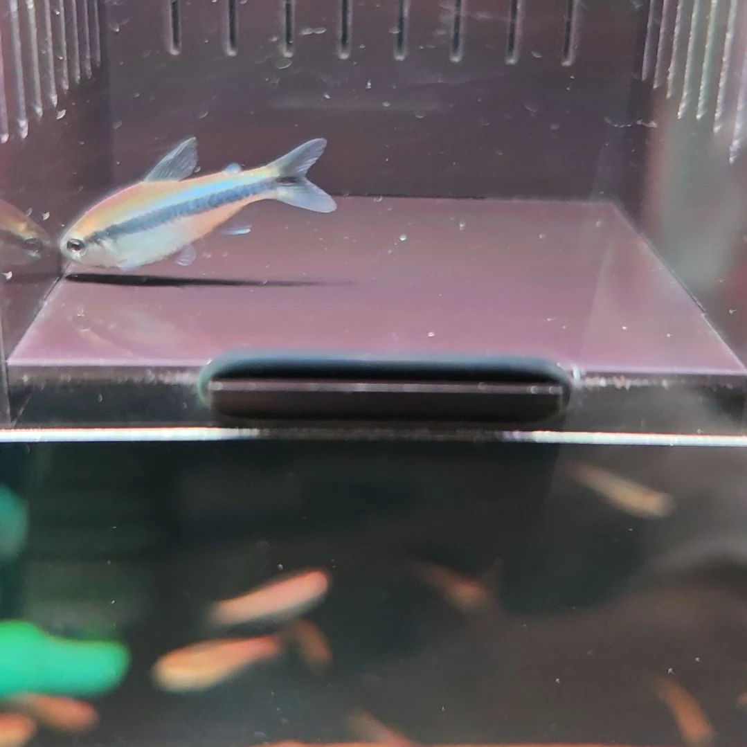 灯科鱼柠檬蓝帝1型