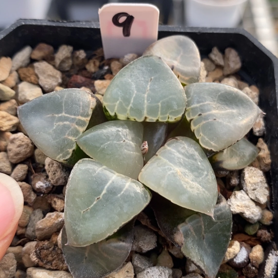 9月光女神寿一物一拍