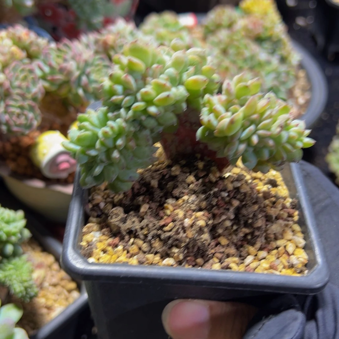 天天开心冰魄荷花