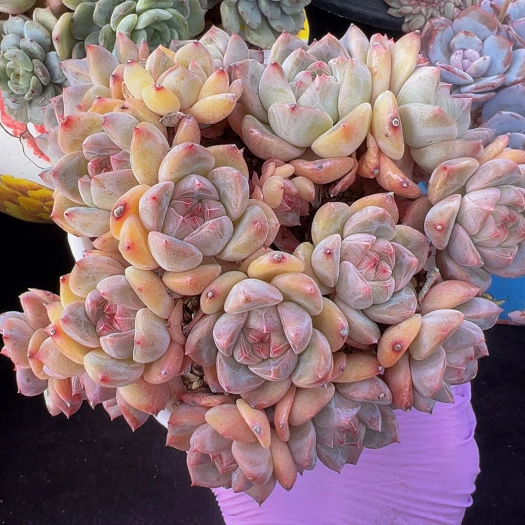 厚梦 新年快乐 新年快乐