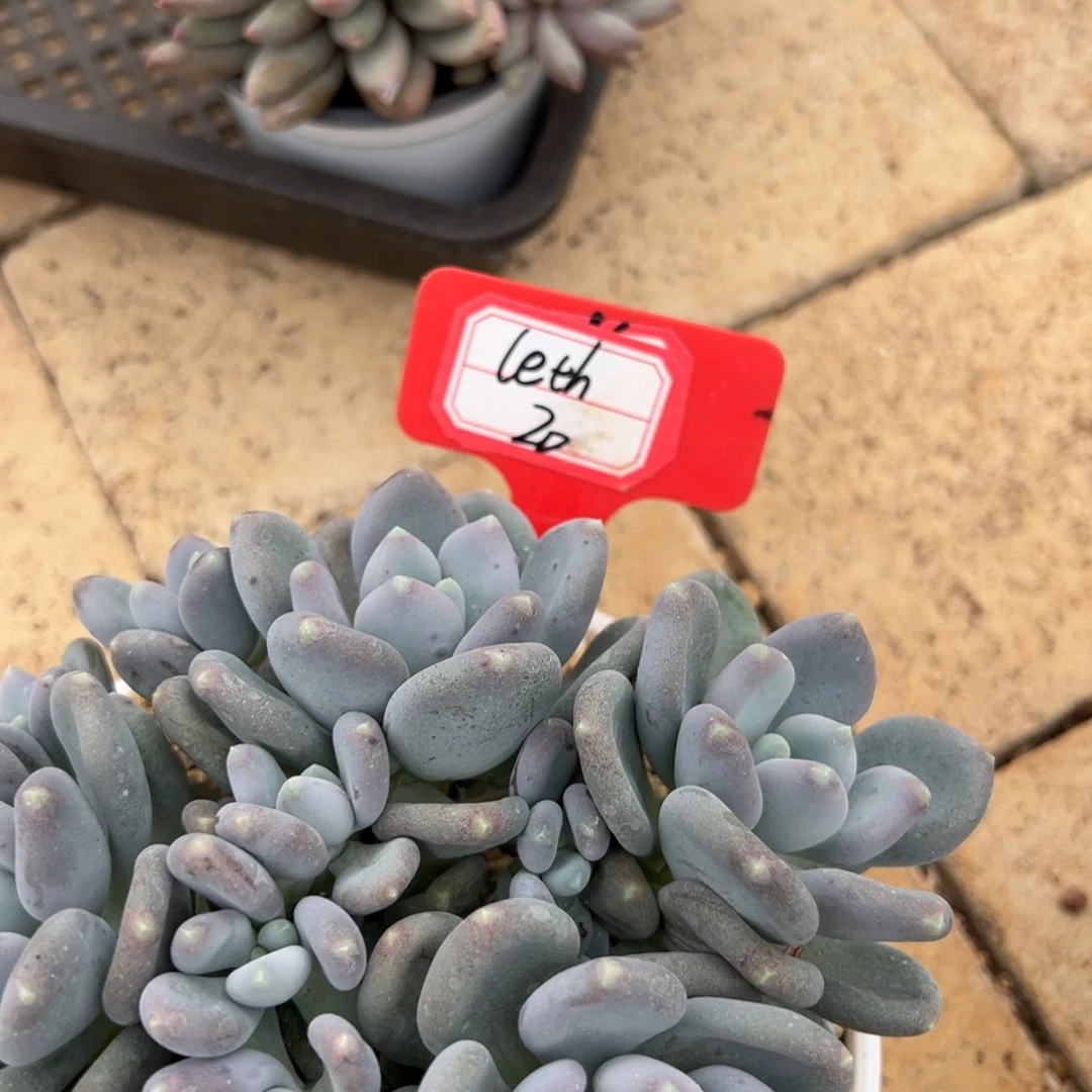 l***旬leth20。           。