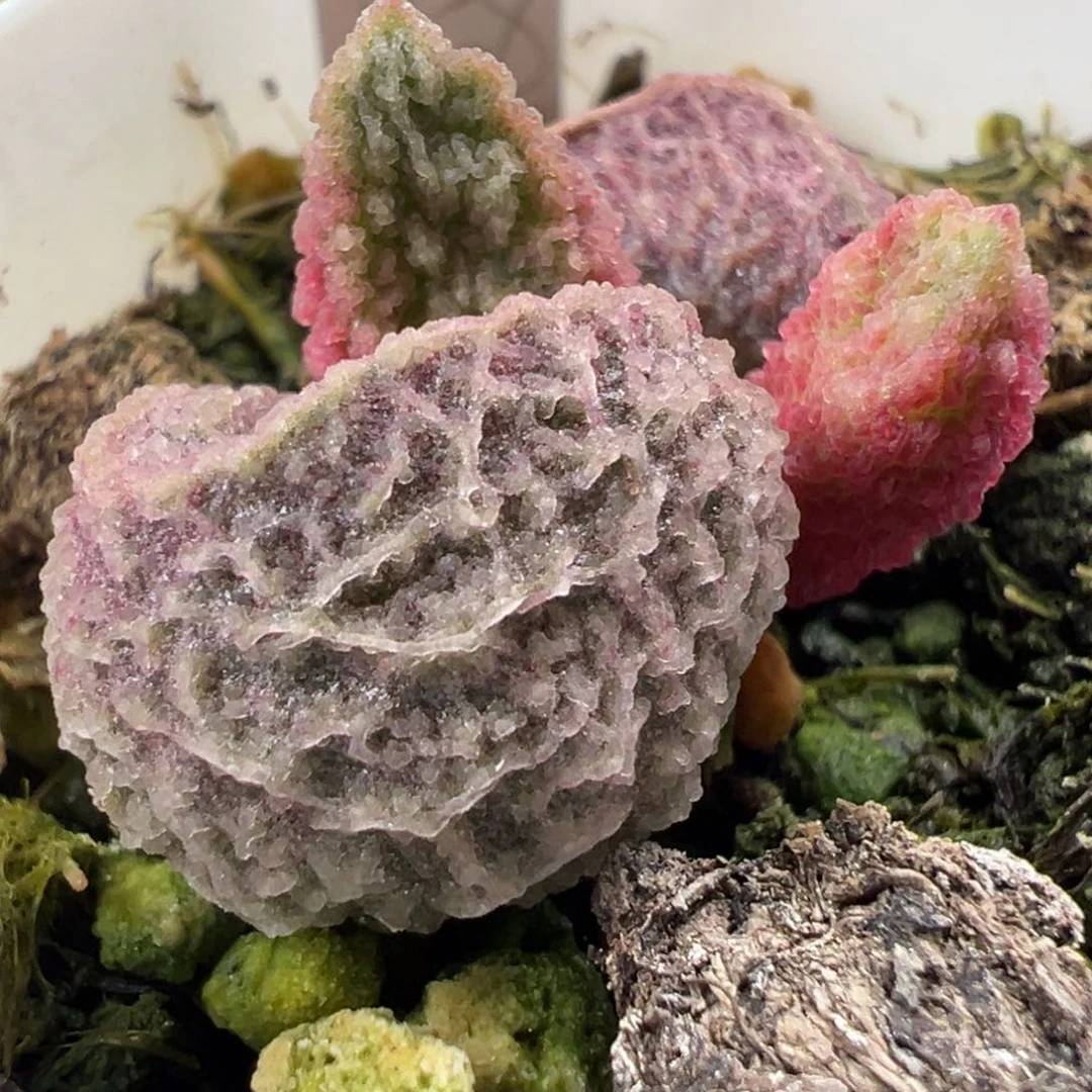 粉色圆球型实生新品