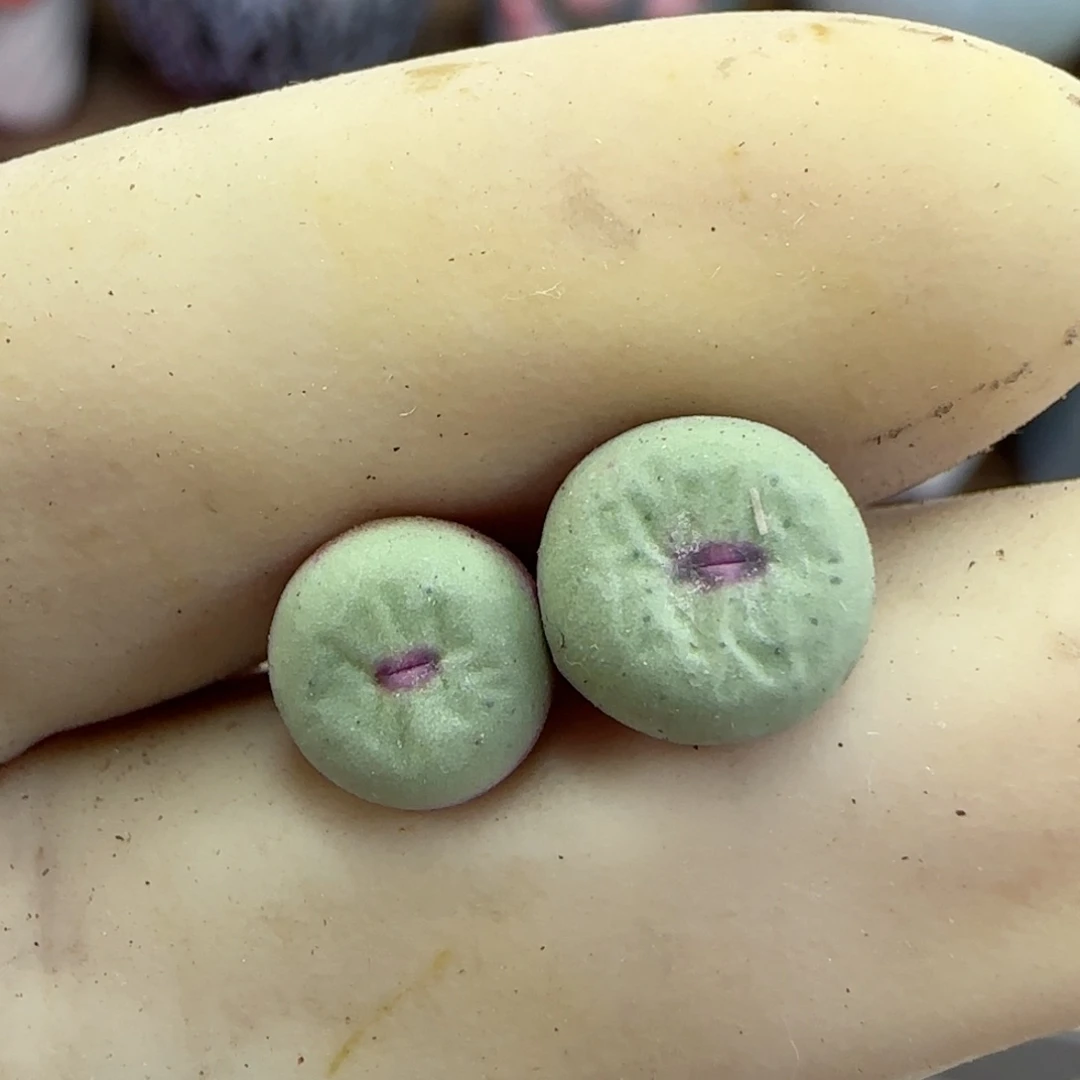 317园艺优选红嘴1380