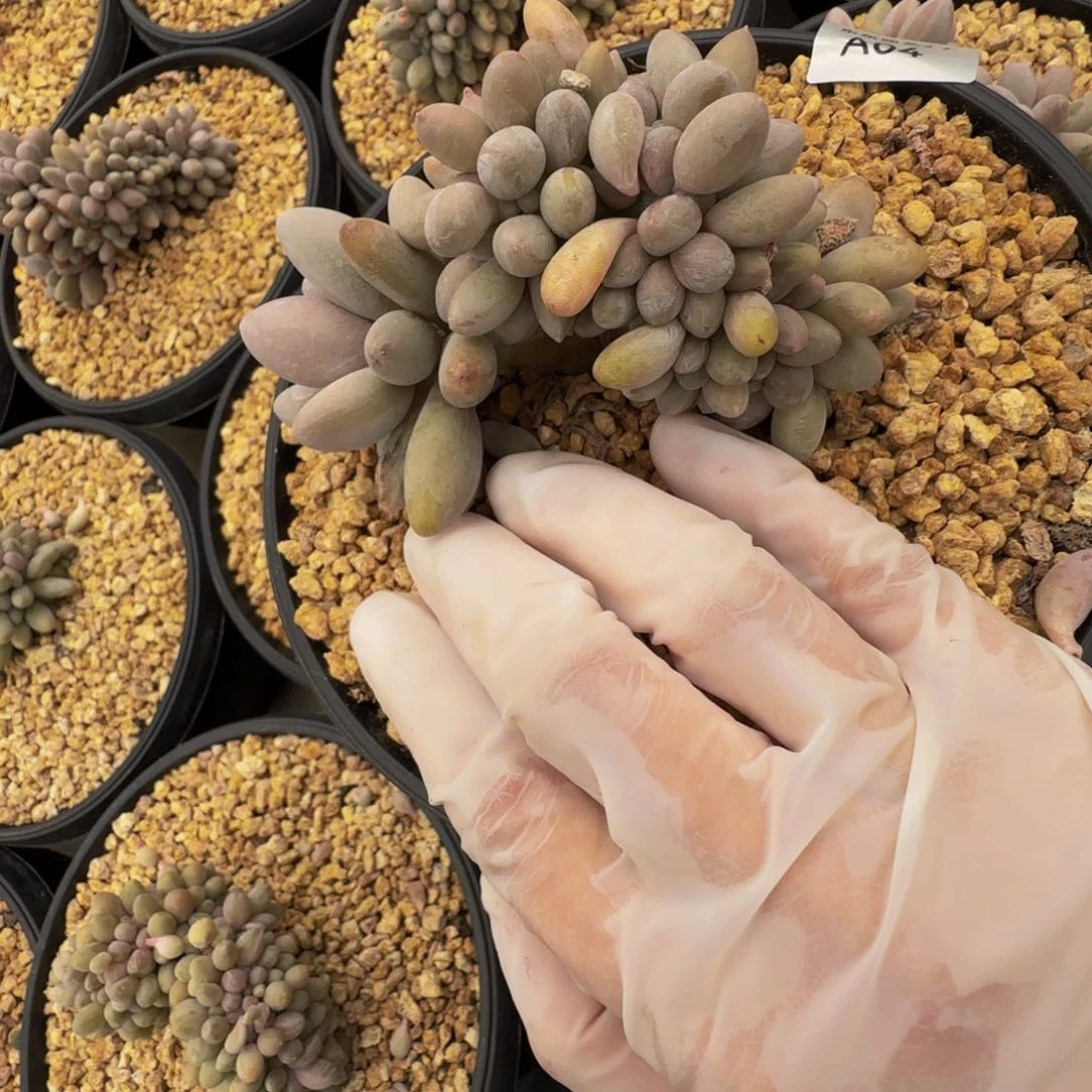 a a a a a a a a a 4