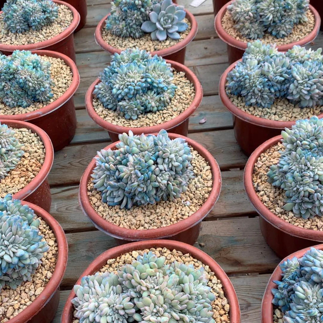 小叶星影缀化，随机，售后范围：签收起7天内