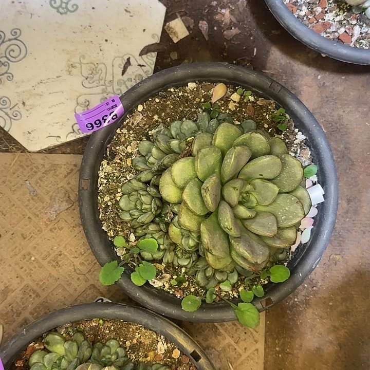 宋***.多肉植物一物一拍葡萄366