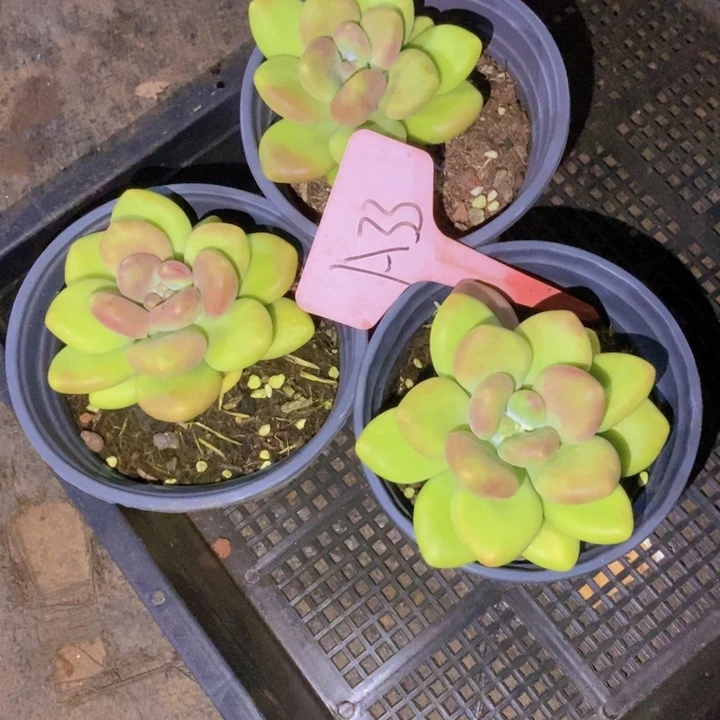 厨***姐这个点睡起来都会