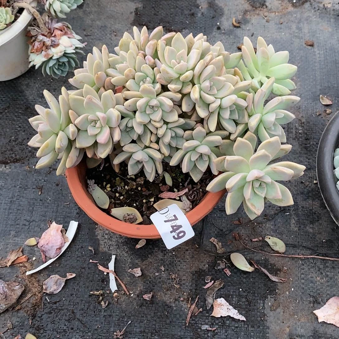 ?*宝749淡雪缀多肉植物