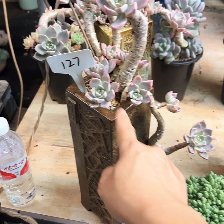 独***舟多肉植物，红粉佳人127号