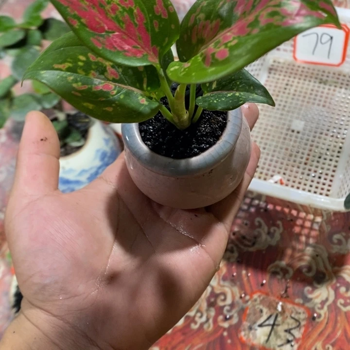 ****拾完全开放退款拉黑一物一拍79