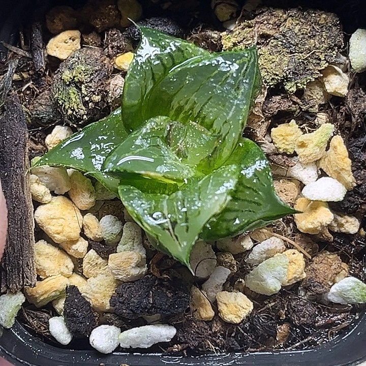 21芭提雅PINKY锦头家多肉十二卷