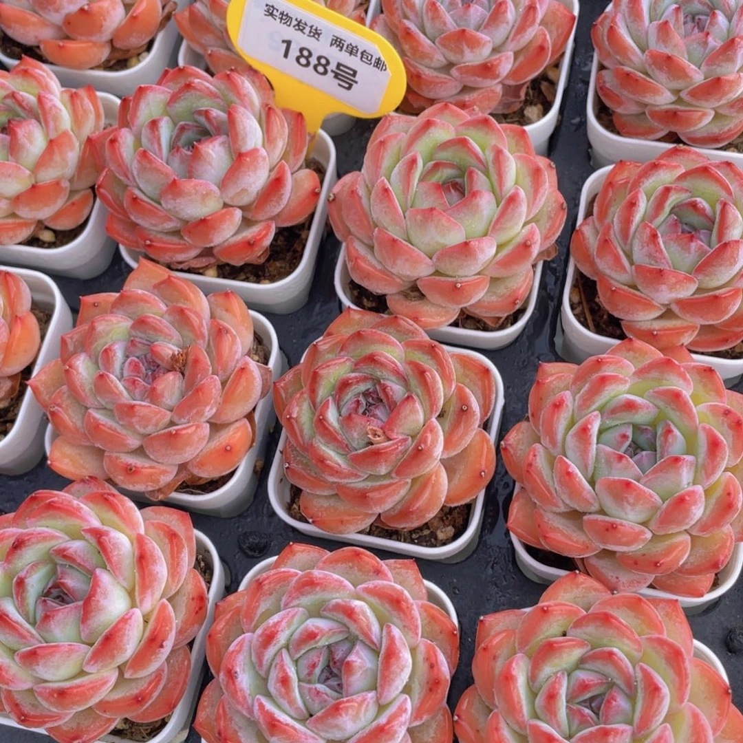 188号 全状态丸叶草莓杏仁单头一个