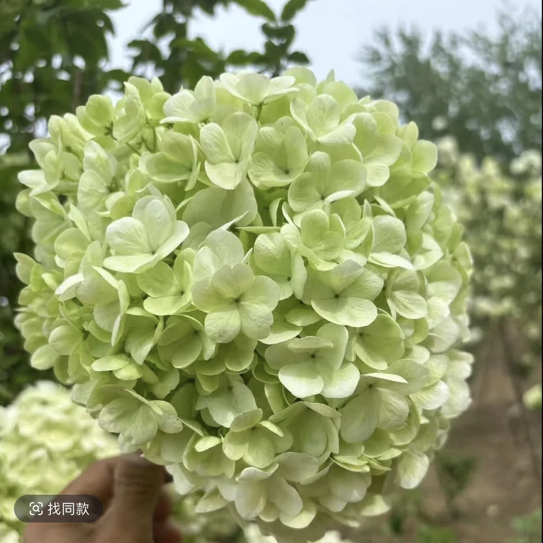 中华木绣球大花斗球庭院地栽盆栽