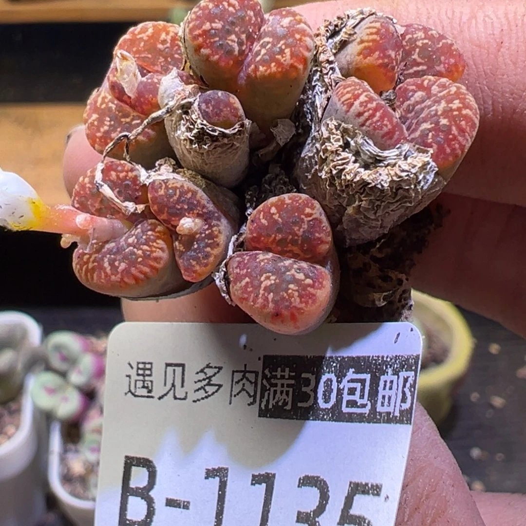 多肉植物11111111111111