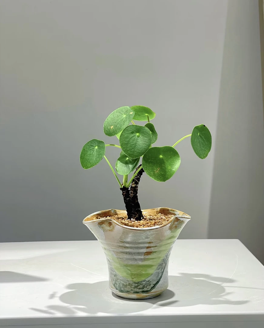 室内桌面好养的老桩镜面草室内绿植桌面绿植绿植盆栽观叶小植物