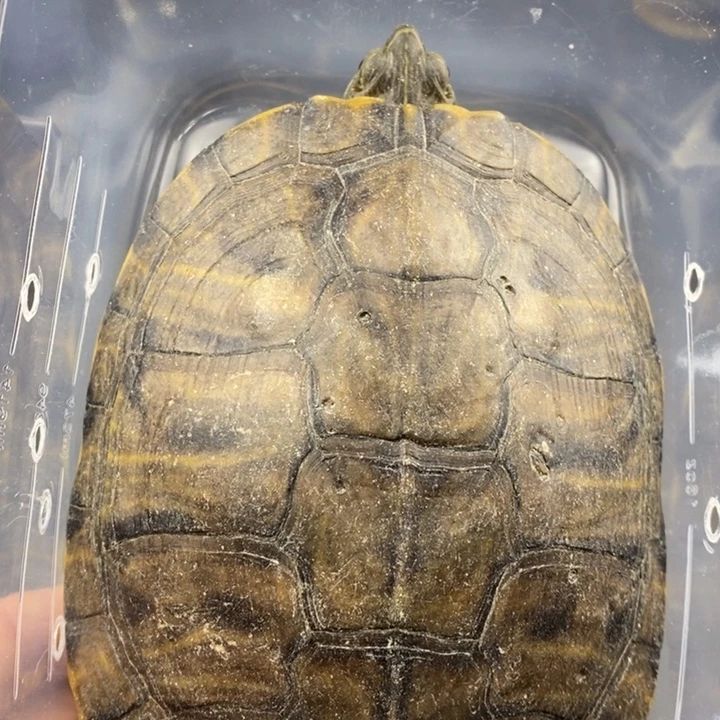 巴西彩龟母6666666