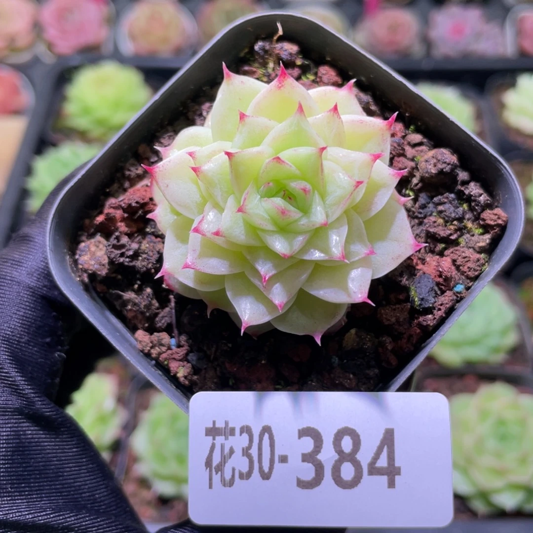 花利美30-384麦秆