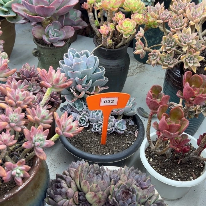 孙*娘美考多肉植物032