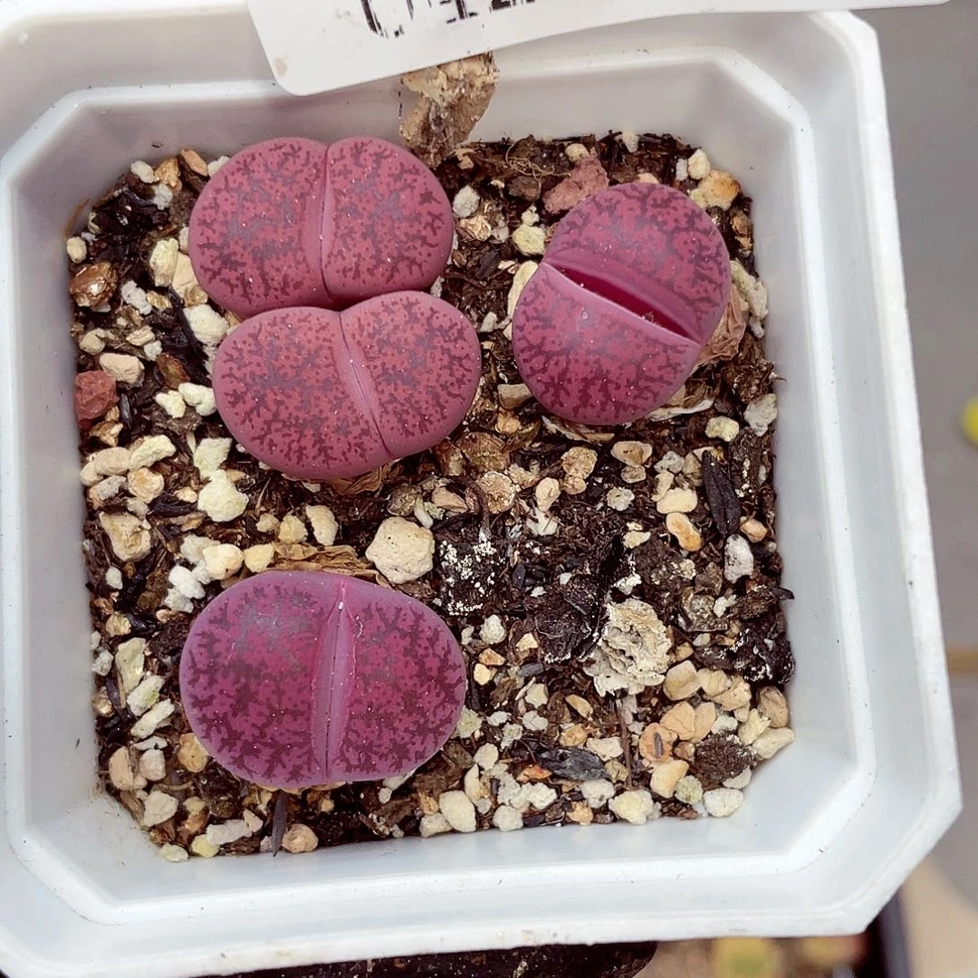 郎哥多少18包邮0426-201