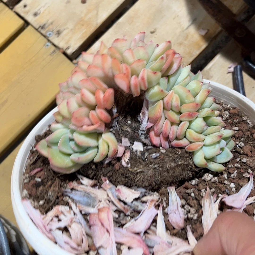 寄养链接的肉肉的肉肉的