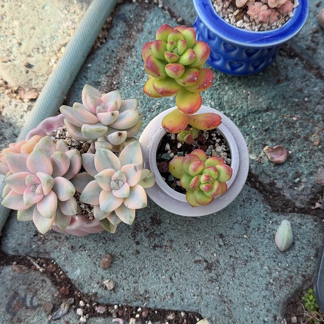 我***丸叶松露带盆多肉植物