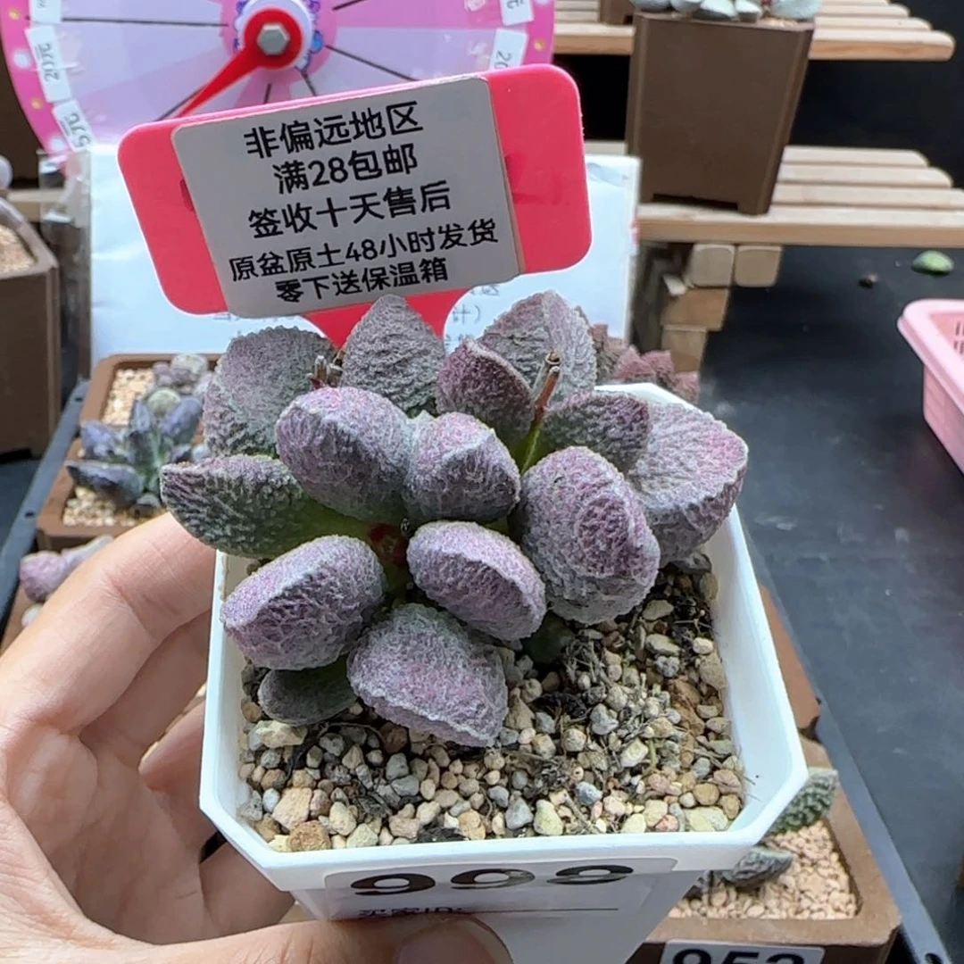 花***夏998哈莫猪肝多肉