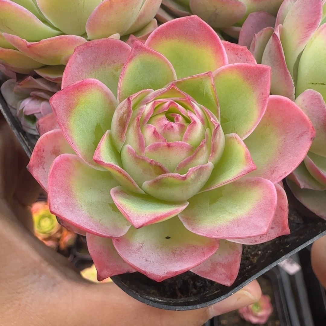 L675半城玫瑰金陵单头不含盆土