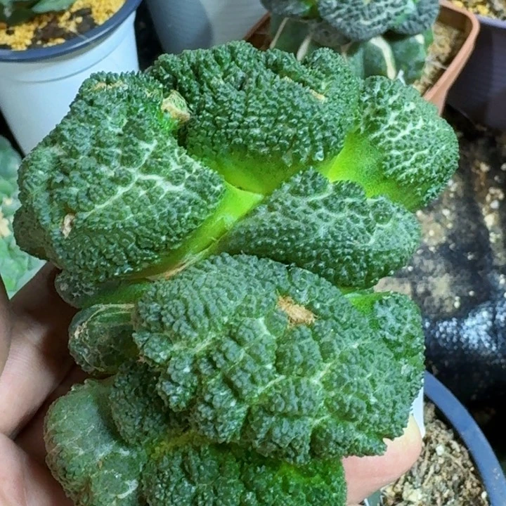 无花朵一***。福利苗接大尤哥斯拉407