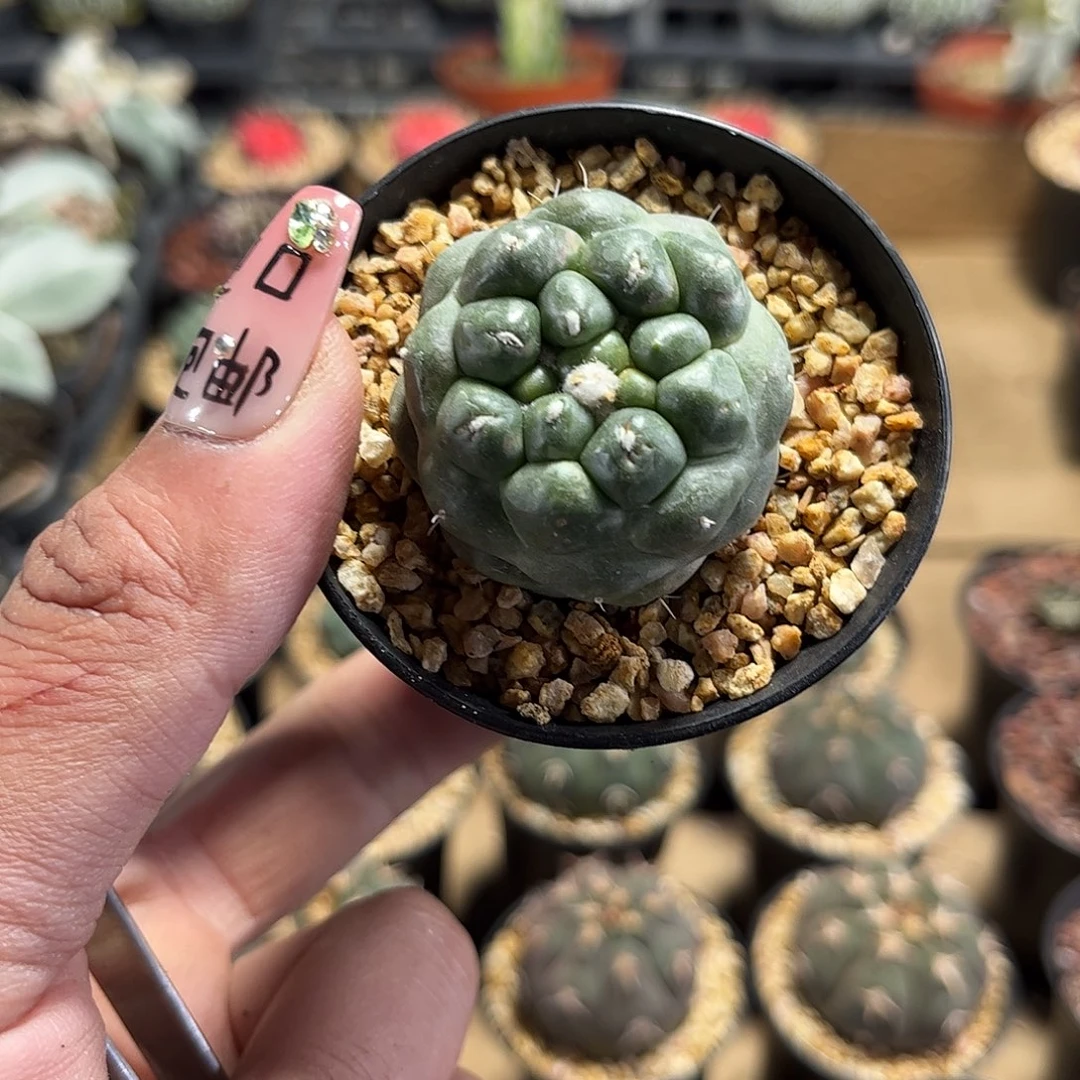 无刺象牙单头发货单头