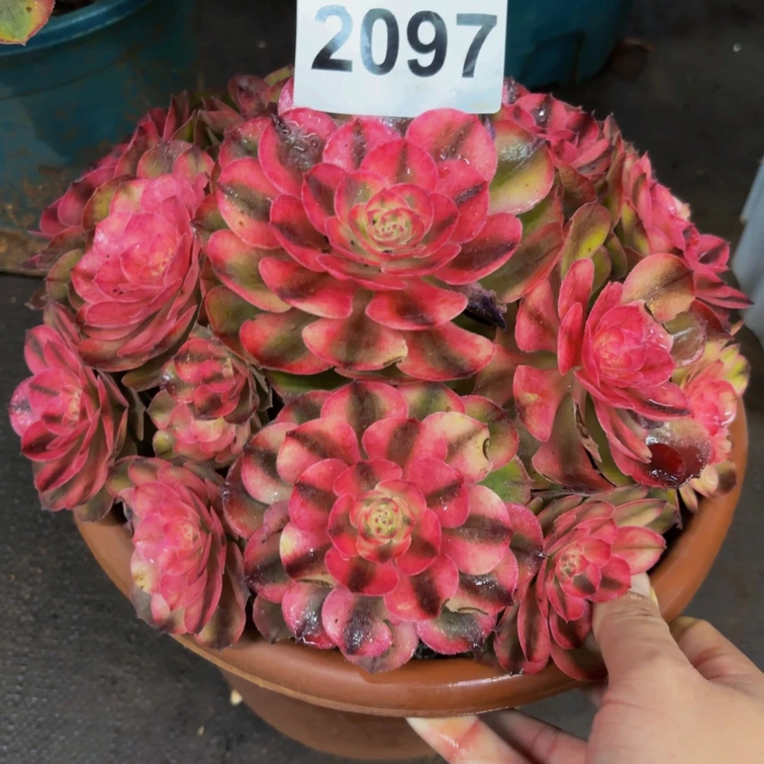 2097多肉植物荔枝