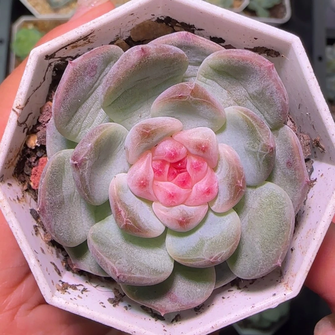 请***苏秃子甜心国庆快乐