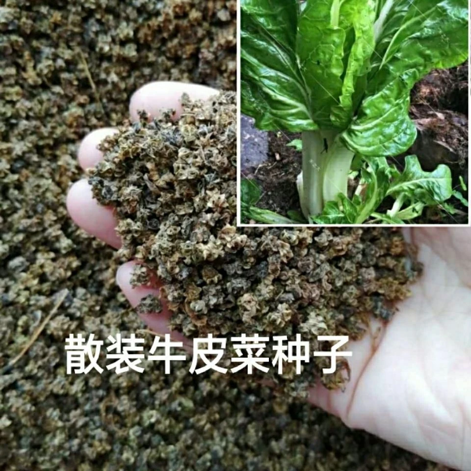 自冉香河南农家自种君达菜籽新鲜应季蔬菜种子耐寒四季可种
