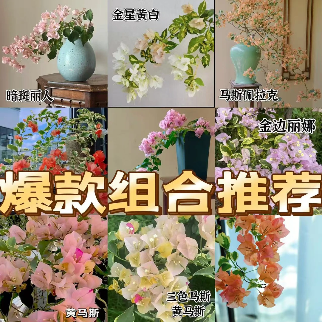 【组合稀有品种袋苗】勤花新品牙签苗组合超划算