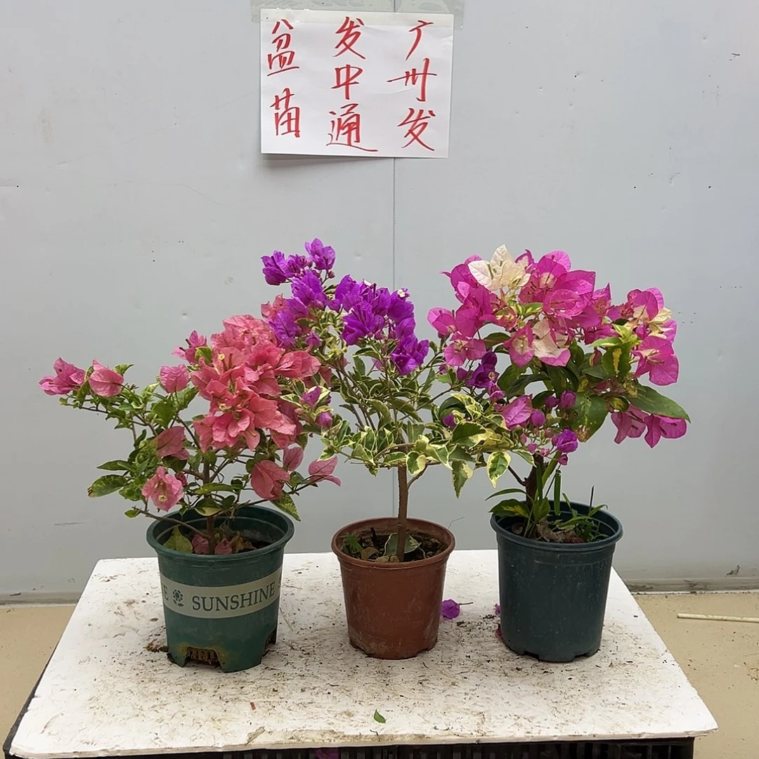 大部分花苞少量开放米罗，银边浅紫，金心双色组合