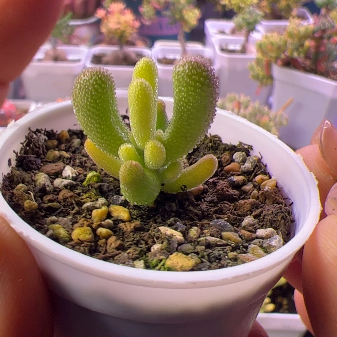 22多肉植物枝干钻石黄化锦