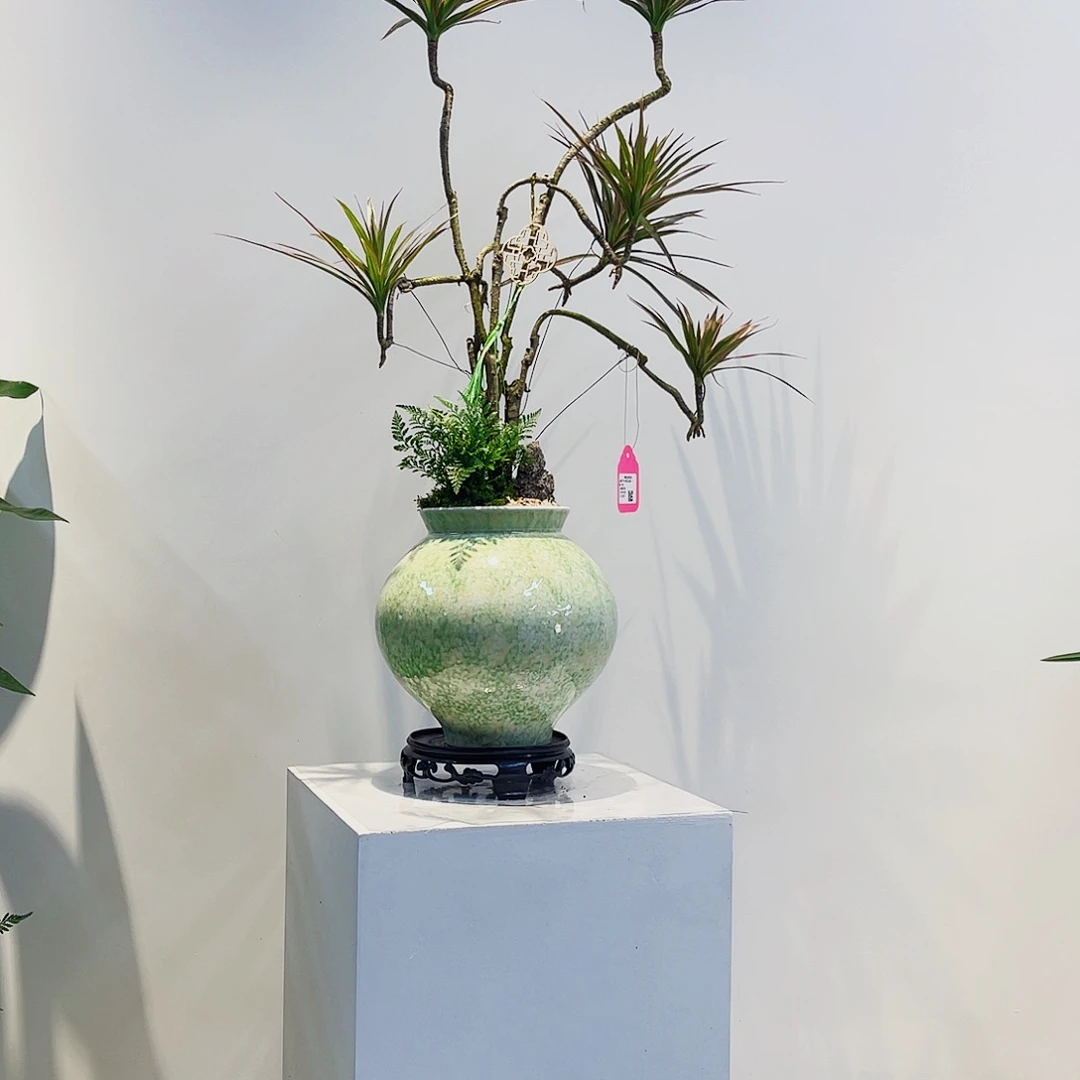 完全开放高端盆景一物一拍