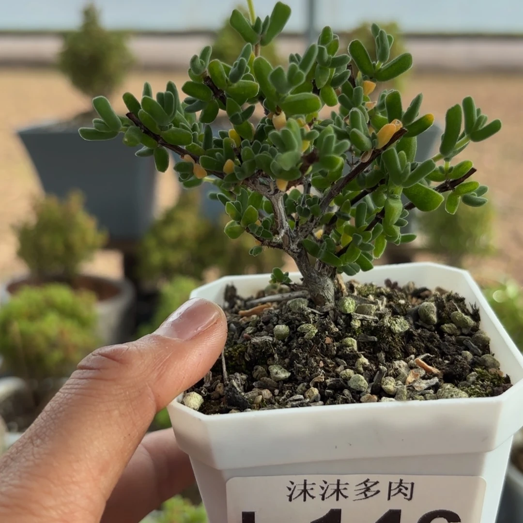 146虾钳枝干番杏福路