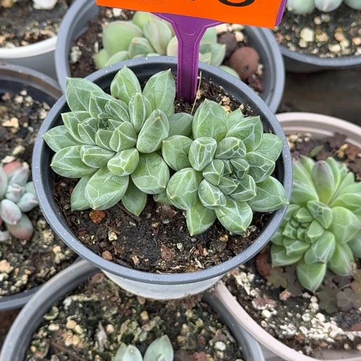 多肉植物水晶萝莉513