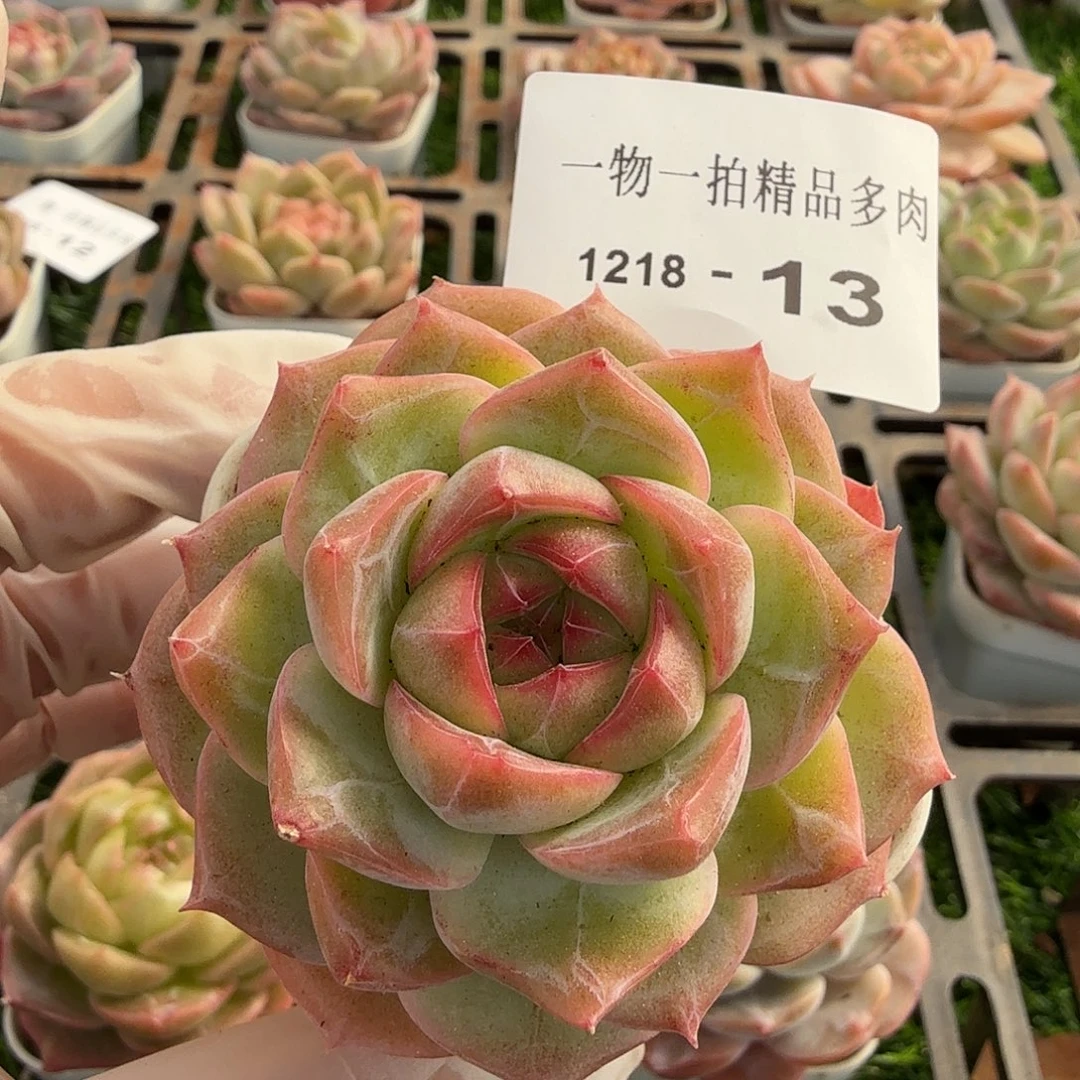 1218-13多肉一物一拍
