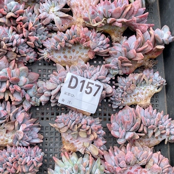 九****157粉兔缀一框呀呀