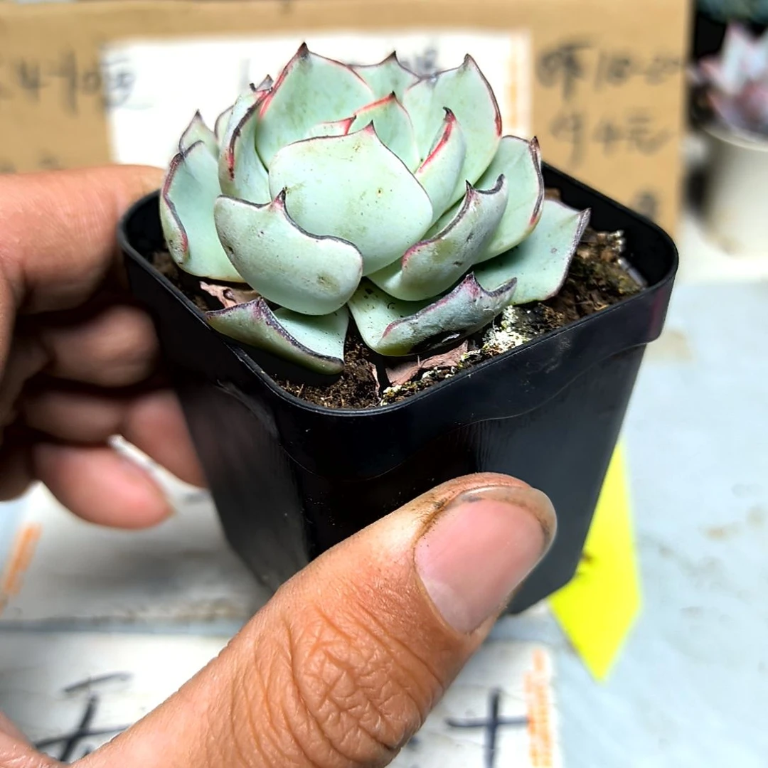 满6元包邮，剑斯洛娃方盆