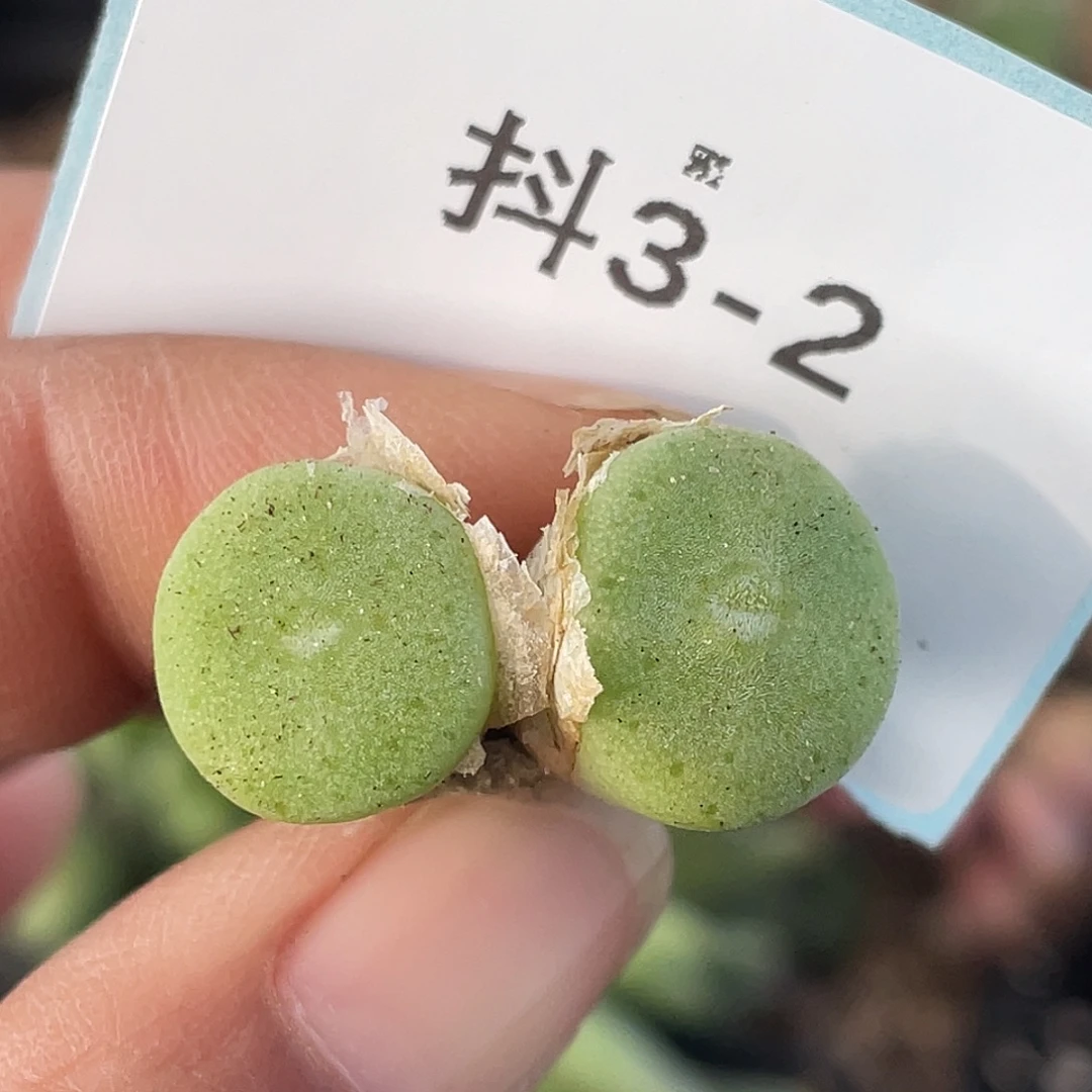 3-2毛钮扣多肉植物