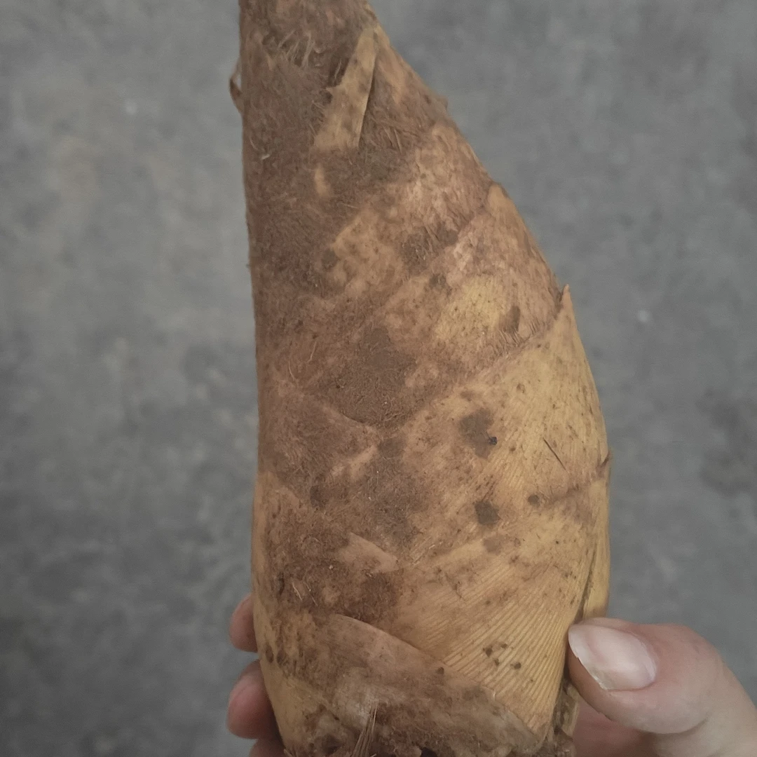 江西崇义竹乡现挖新鲜冬笋尖鲜嫩时令山货应季时令绿色天然蔬菜