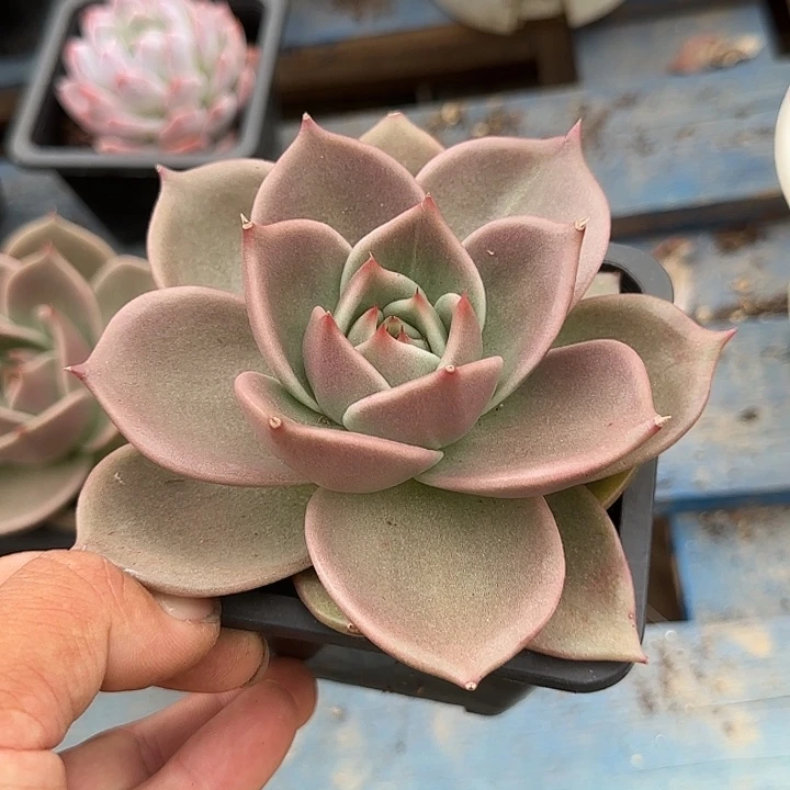 星星多肉植物多肉植物