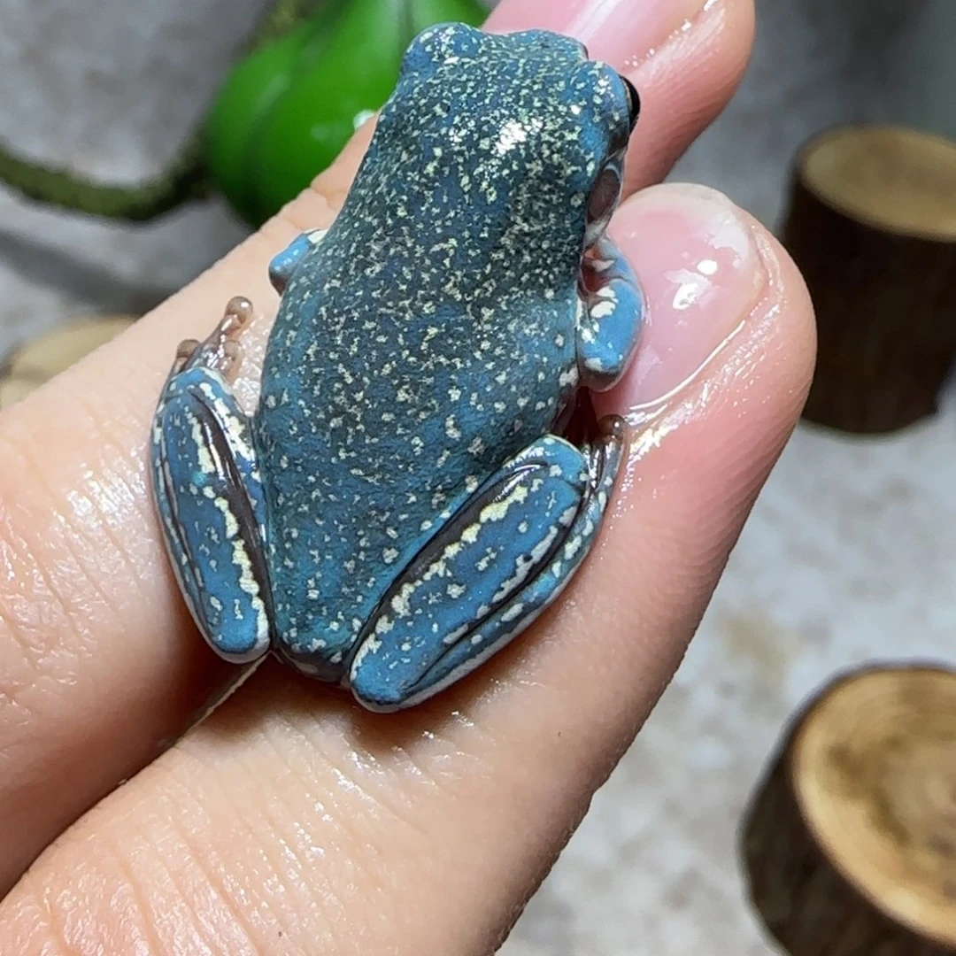 老爷树蛙魔鬼蓝顶级暴雪