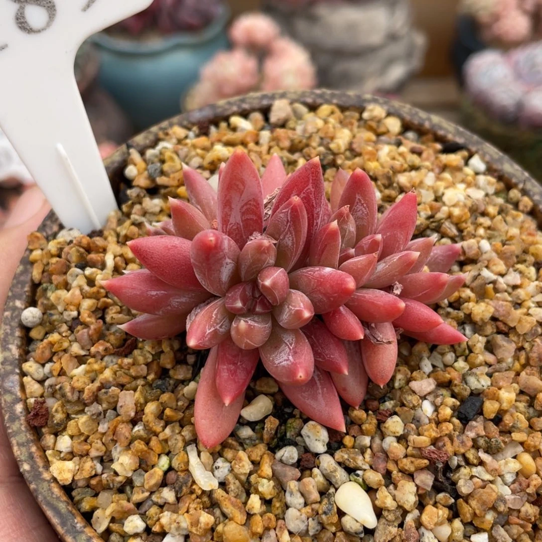 189糖爪不带盆6厘米