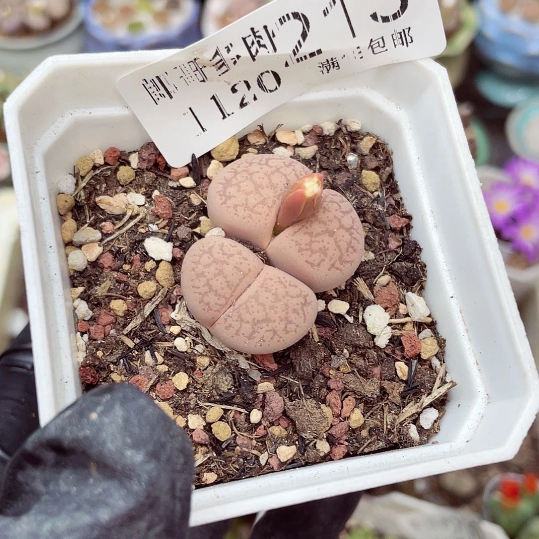 生石花满18包邮1120-213