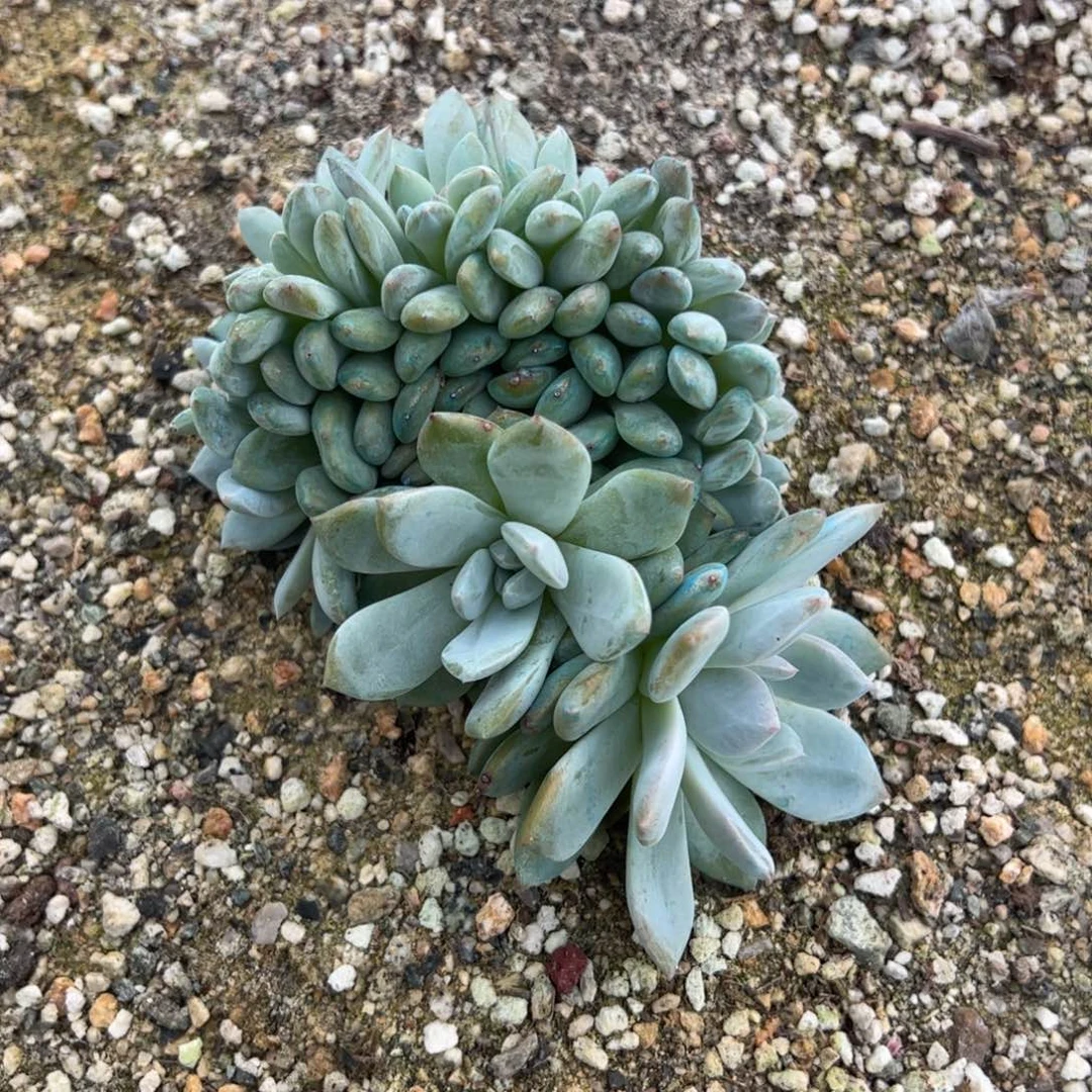 14号实价：138喜欢扣主播改价哦