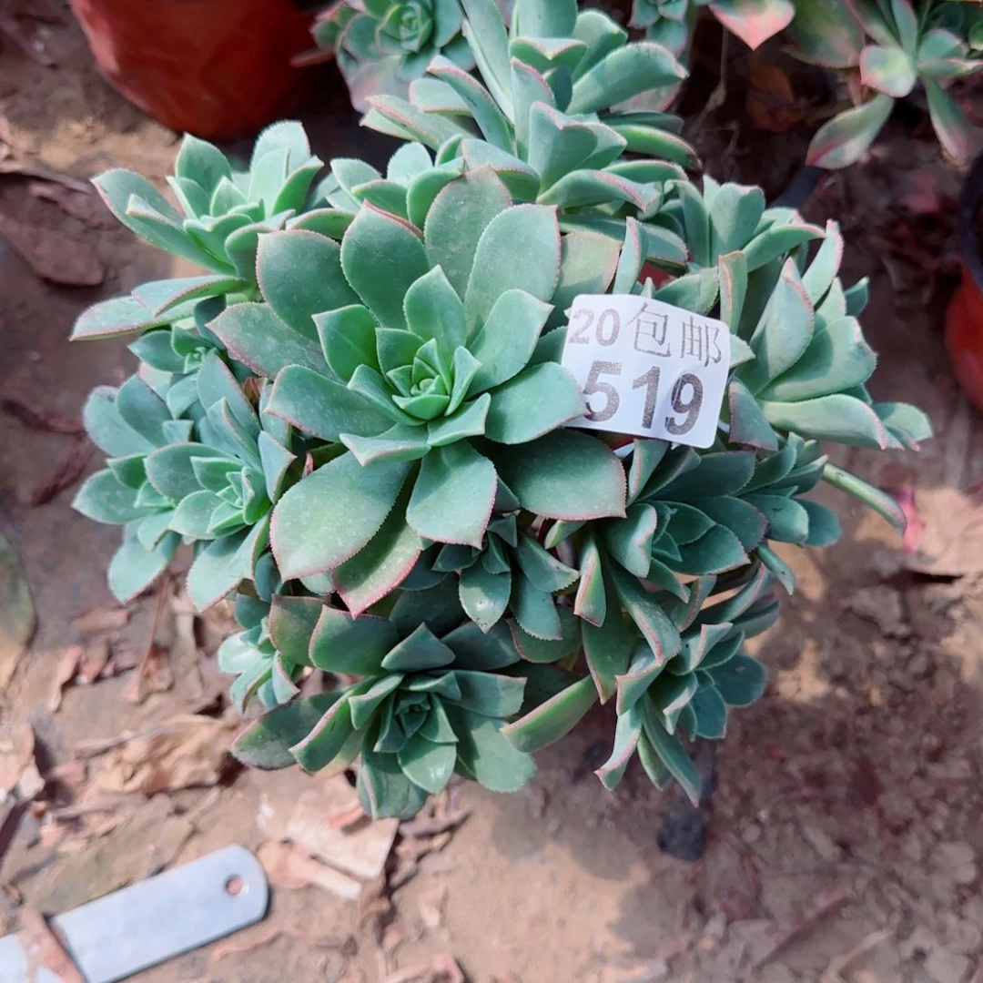 鸿源莲花掌多肉519满20包邮断枝不包